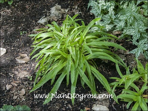 Plantain Leaf Sedge (Carex plantaginea)
The plant in the upper right is Lamium Herman's Pride